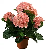Гидрангия (Гортензия) розовая - Hydrangea D18 H45