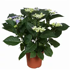 Гидрангия (Гортензия) голубая - Hydrangea Nizza D18 H45