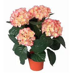 Гидрангия (Гортензия) розовая - Hydrangea Rosita D21 H45