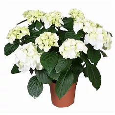 Гидрангия (Гортензия) белая - Hydrangea Rosita белая D21 H45