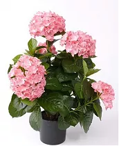 Гидрангия (Гортензия) розовая - Hydrangea D15 H45