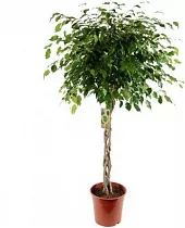 Фикус Бенджамина Экзотика Косичка - Ficus benjamina Exotica D24 H140