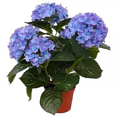 Гидрангия (Гортензия) голубая - Hydrangea Nizza D15 H35