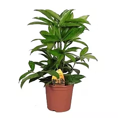 Драцена Годзеффа (Суркулоза) - Dracaena surculosa D18 H80