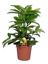 Драцена Годзеффа (Суркулоза) - Dracaena surculosa D18 H80