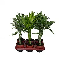 Сандериана микс переплетенная - Dracaena Sanderiana D12 H45