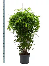 Драцена Годзеффа (Суркулоза) - Dracaena surculosa D34 H160