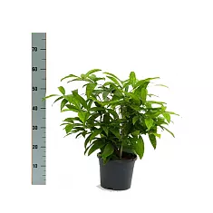 Драцена Годзеффа (Суркулоза) - Dracaena surculosa D14 H60
