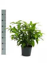 Драцена Годзеффа (Суркулоза) - Dracaena surculosa D14 H60