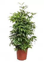Драцена Годзеффа (Суркулоза) - Dracaena surculosa D24 D130