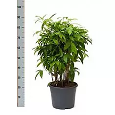 Драцена Годзеффа (Суркулоза) - Dracaena surculosa D21 H90