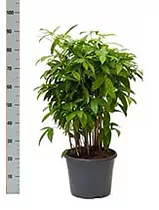 Драцена Годзеффа (Суркулоза) - Dracaena surculosa D21 H90