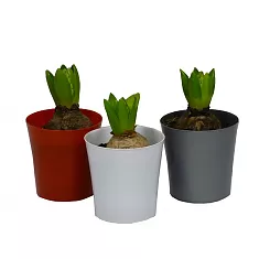 Гиацинт - Hyacinthus D9 H13