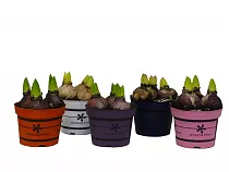 Гиацинт - Hyacinthus D12 H15