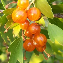 Смородина золотистая - Ribes aureum 1,5-2 ltr, 80-120