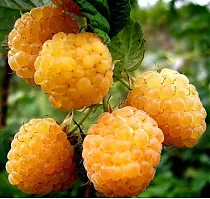 Малина садовая Абрикосовая