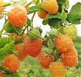 Малина садовая Жёлтый Гигант