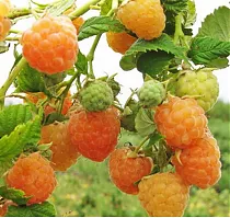 Малина садовая Жёлтый Гигант