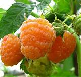Малина садовая Золотые Купола