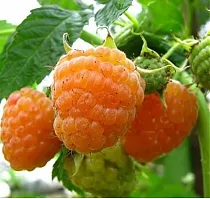 Малина садовая Золотые Купола