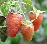 Малина садовая Оранжевое Чудо