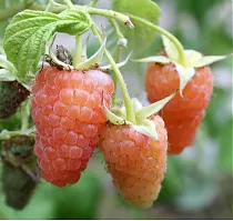 Малина садовая Оранжевое Чудо