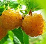 Малина садовая Янтарная