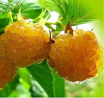 Малина садовая Янтарная