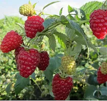 Малина садовая Жар-Птица