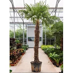 Пальма Трахикарпус форчуна - Trachycarpus Fortunei D65 H400