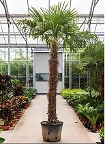 Пальма Трахикарпус форчуна - Trachycarpus Fortunei D65 H400