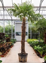 Пальма Трахикарпус форчуна - Trachycarpus Fortunei D65 H400