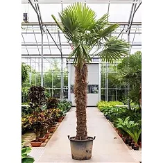 Пальма Трахикарпус форчуна - Trachycarpus Fortunei D65 H350