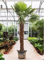 Пальма Трахикарпус форчуна - Trachycarpus Fortunei D65 H350