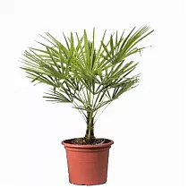 Пальма Трахикарпус - Trachycarpus D25 H80