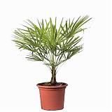 Пальма Трахикарпус - Trachycarpus D25 H80