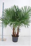 Пальма Трахикарпус - Trachycarpus D50 H200
