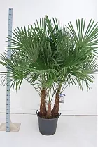 Пальма Трахикарпус - Trachycarpus D50 H200