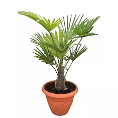 Пальма Трахикарпус - Trachycarpus D25 H120