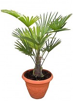 Пальма Трахикарпус - Trachycarpus D25 H120