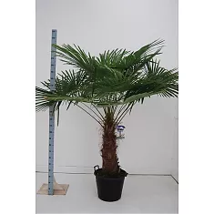 Пальма Трахикарпус - Trachycarpus D50 H200