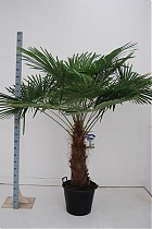 Пальма Трахикарпус - Trachycarpus D50 H200