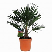 Пальма Трахикарпус - Trachycarpus D27 H90