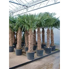 Пальма Трахикарпус - Trachycarpus D58 H250