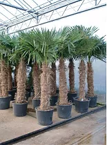 Пальма Трахикарпус - Trachycarpus D58 H250