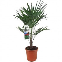 Пальма Трахикарпус - Trachycarpus D27 H100