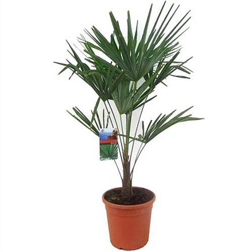Пальма Трахикарпус - Trachycarpus D27 H100