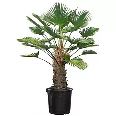 Пальма Трахикарпус - Trachycarpus D40 H200