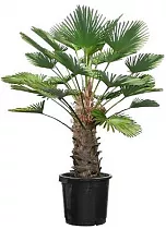 Пальма Трахикарпус - Trachycarpus D40 H200