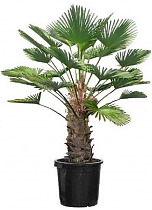 Пальма Трахикарпус - Trachycarpus D40 H200